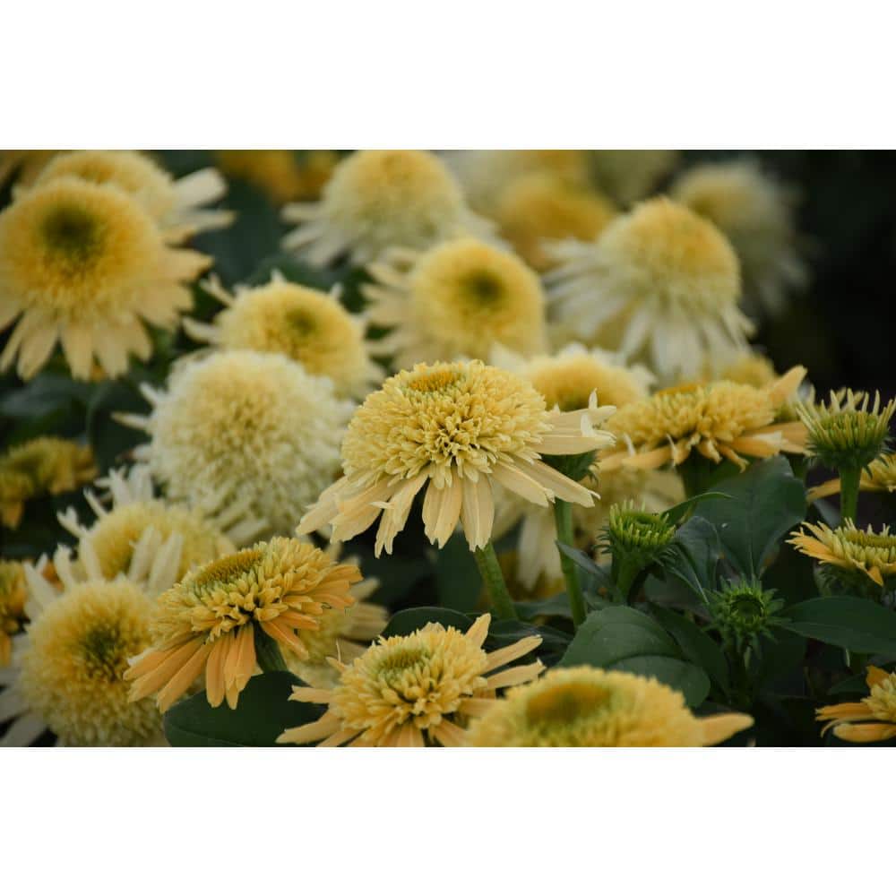 1 Gal. Double Coded Butter Pecan Yellow Flowers, (Coneflower) Live Perennial Plant (1-Pack) - Hercitys