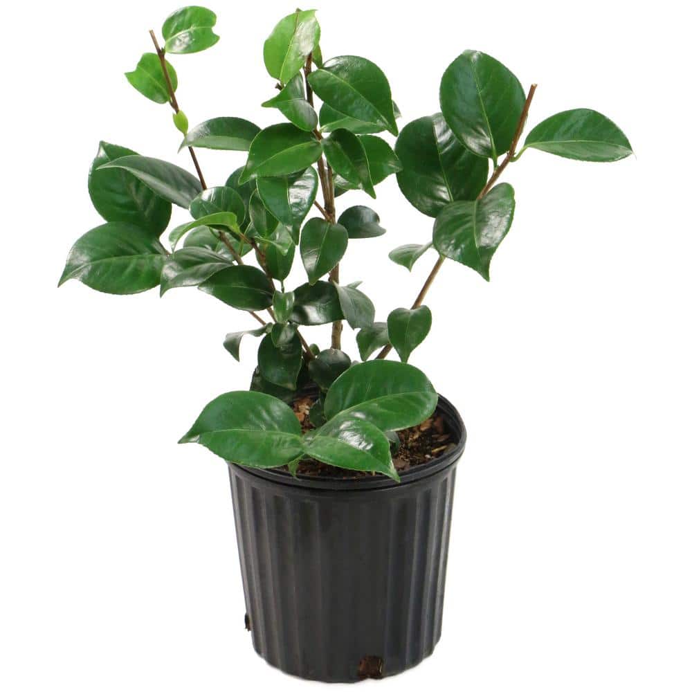 2.5 Qt. Camellia Japonica Plant with White Blooms - Hercitys