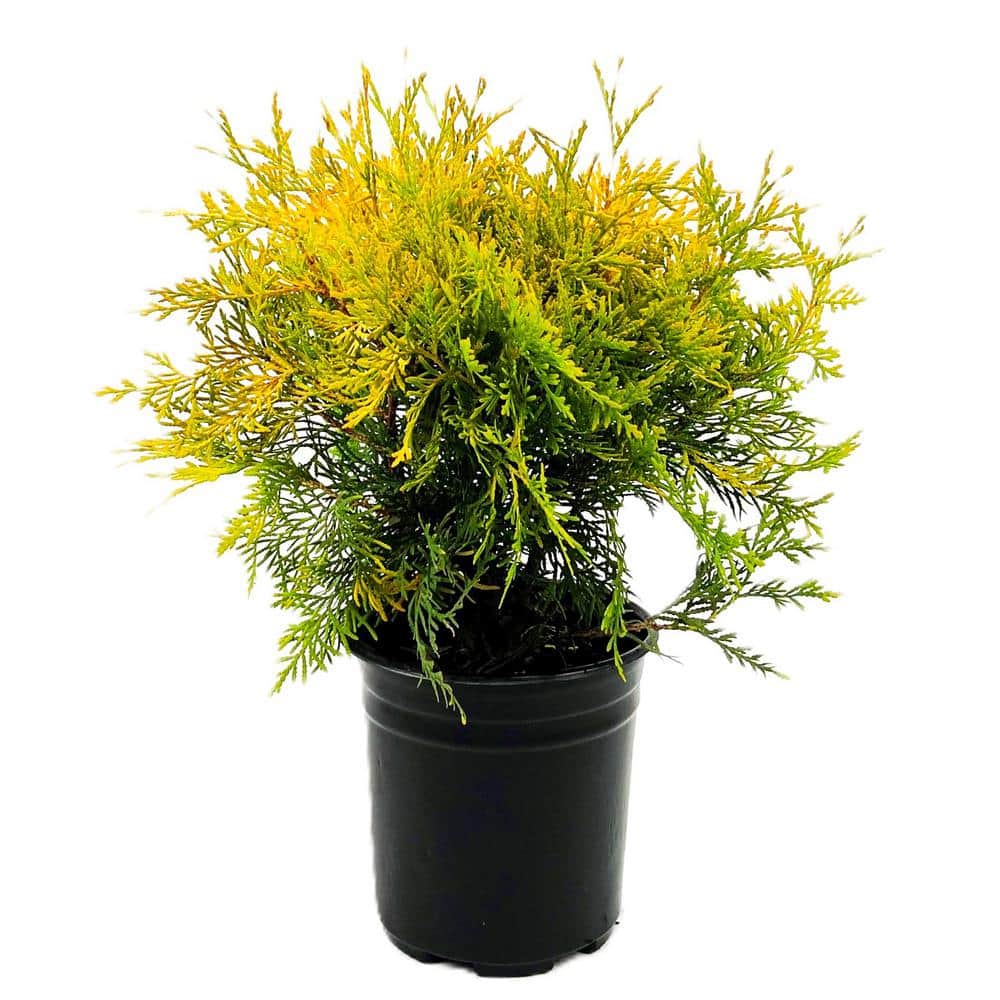 2.5 QT Golden Globe Arborvitae (Thuja o. Globosa Aurea) Evergreen Shrub 1-Each - Hercitys