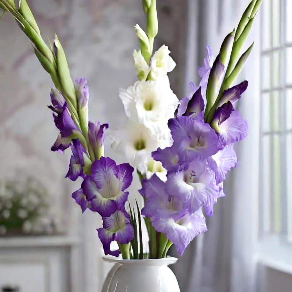 12 cm/14 cm, Purple Milka Gladiolus Flower Bulbs (Bag of 30) - Hercitys