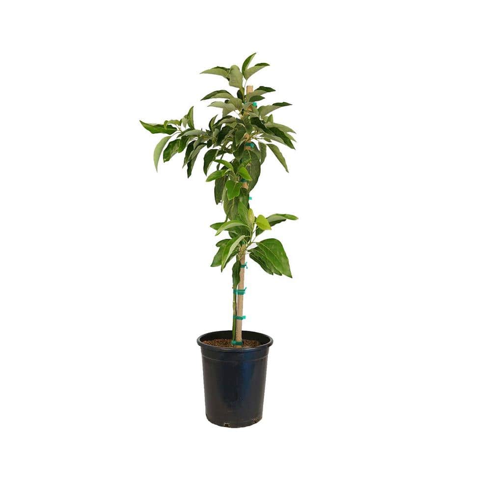 #5 Container  Bacon Avocado Evergreen Tree - Hercitys