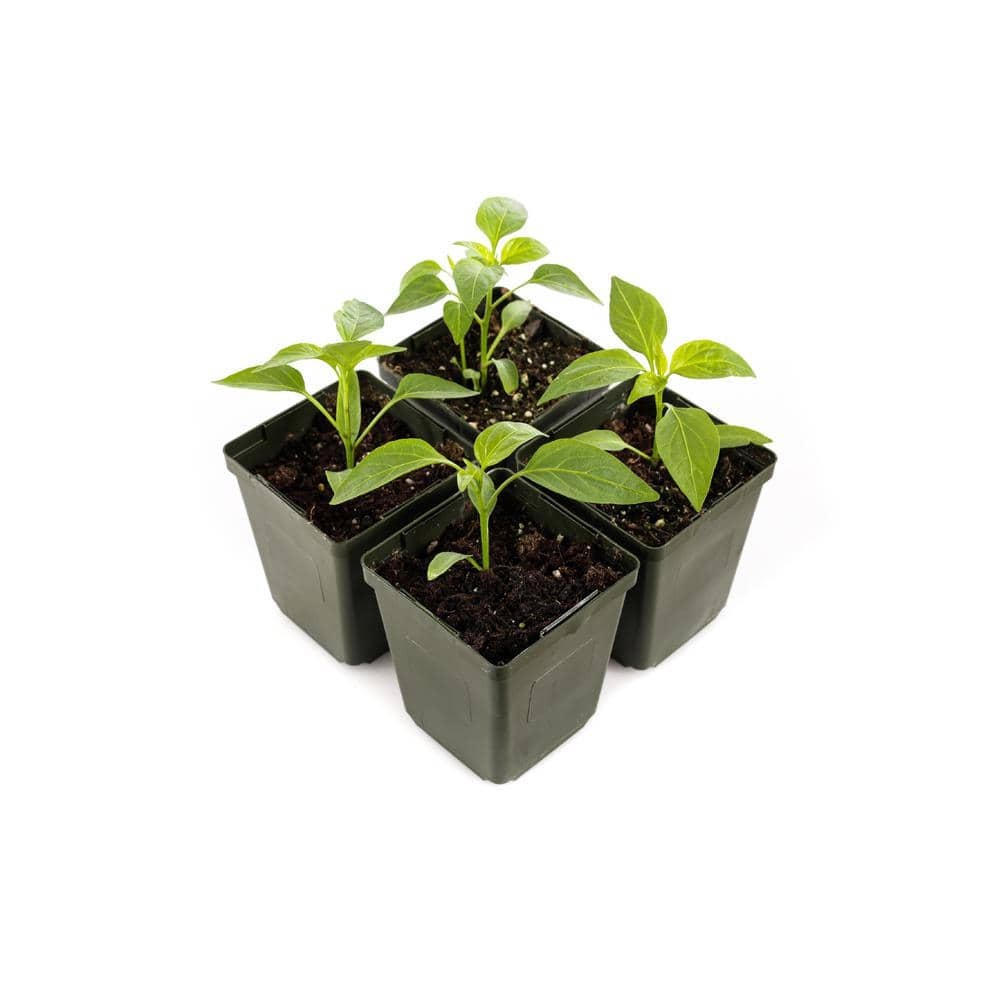 4 in. Jalapeno Pepper Plant (4-Pack) - Hercitys