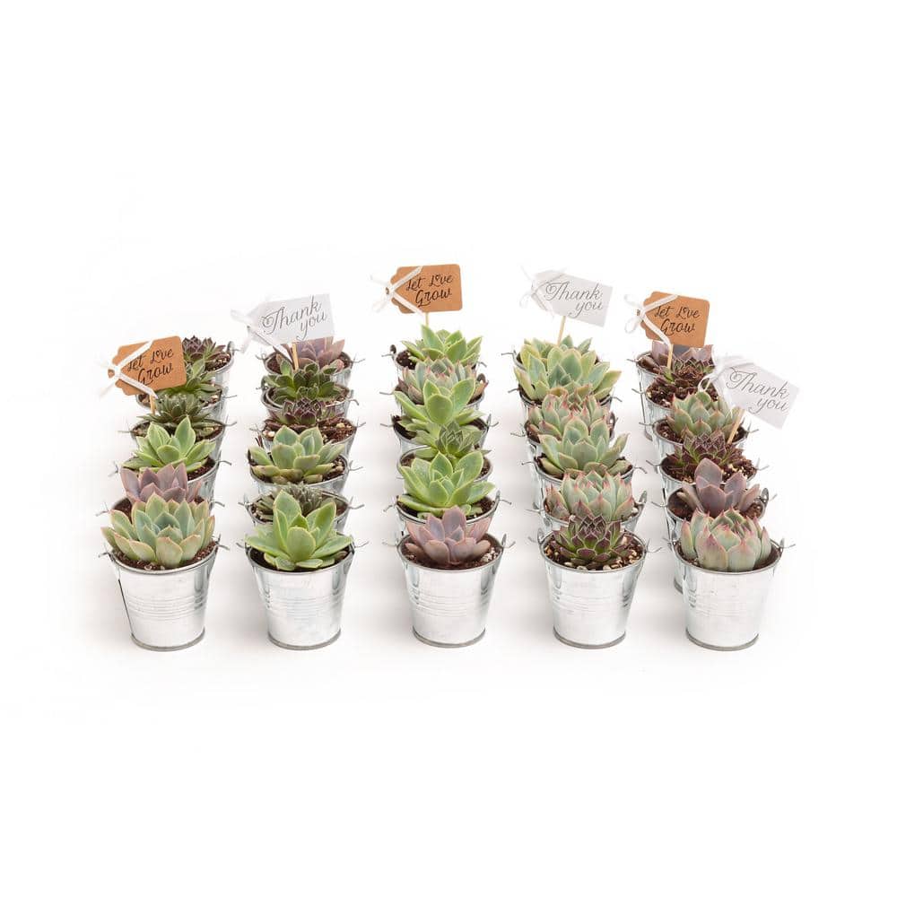 2 in. Wedding Event Rosette Succulents Plant with Tin Metal Pails and Thank You Tags (30-Pack) - Hercitys