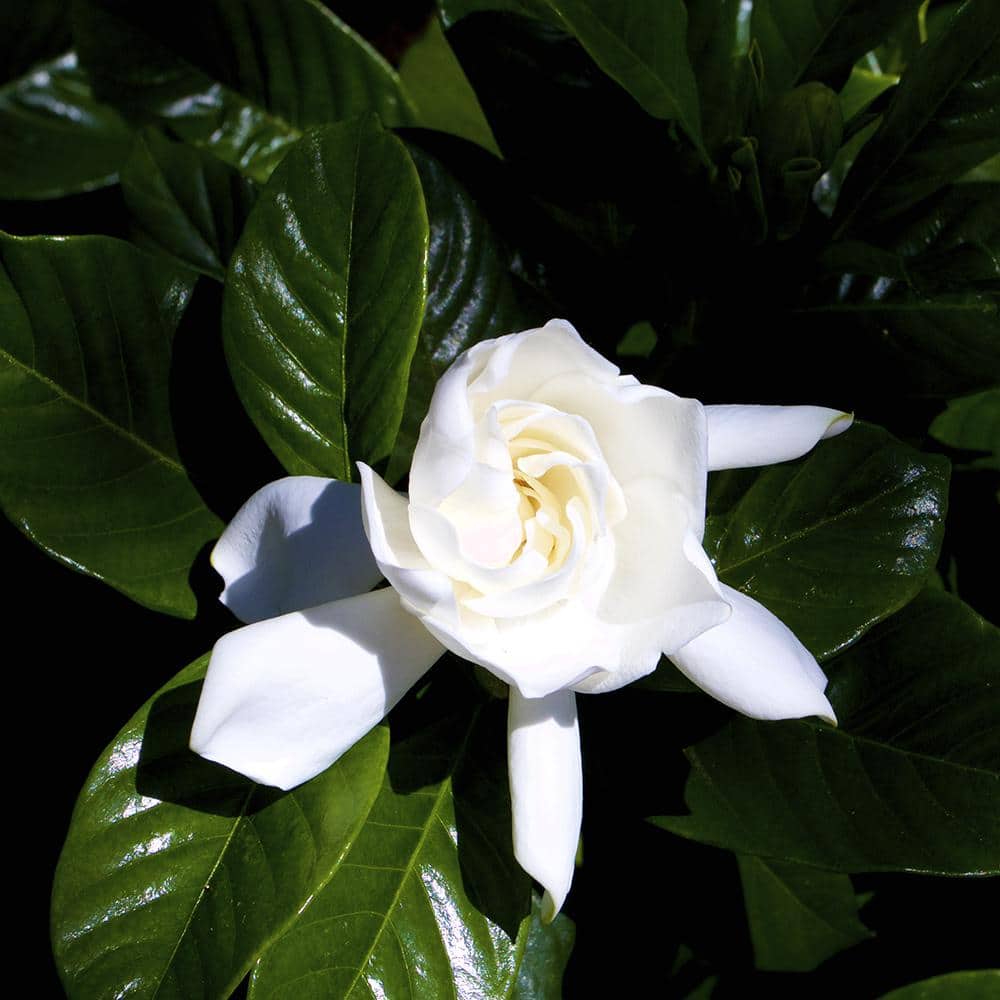 1 Gal. Gardenia Jasminoides August Beauty Shrub Plant - Hercitys