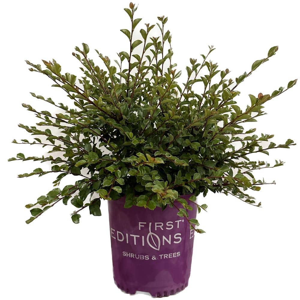 2 Gal. Autumn Inferno Cotoneaster Live Shrub with Fiery Red Foliage - Hercitys