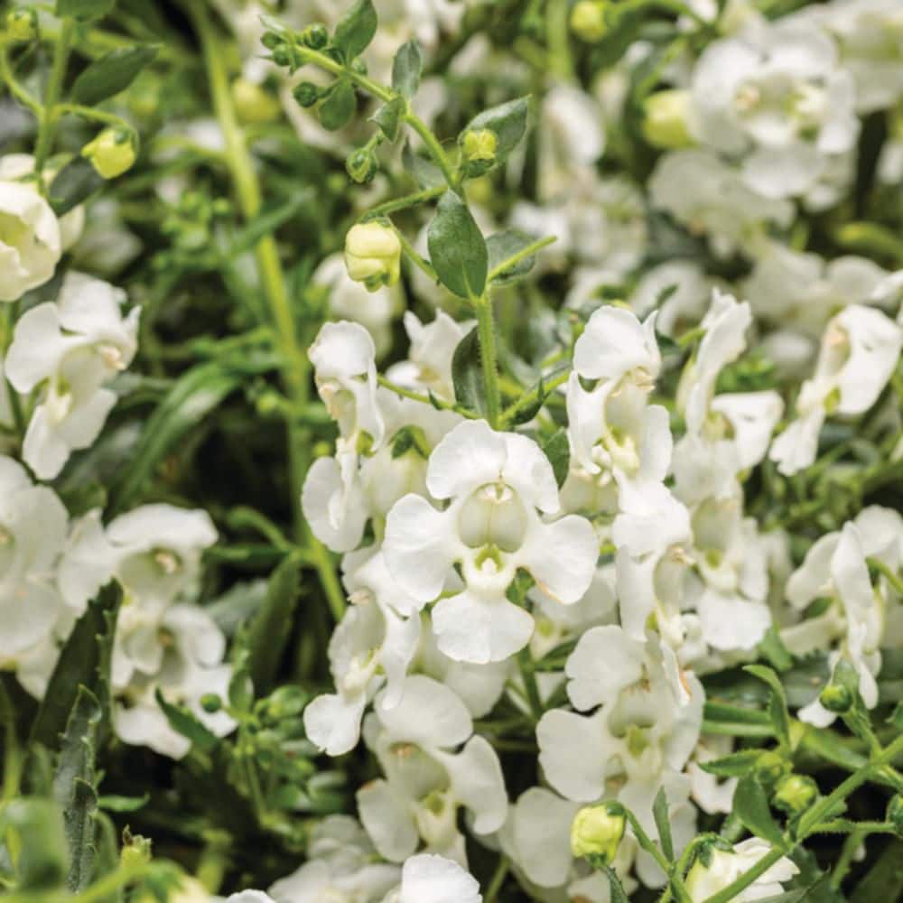 4.25 in. Eco+ Grande Angelface White Summer Snapdragon (Angelonia hybrid) Live Annual Plant with White Flowers 4-Pack - Hercitys