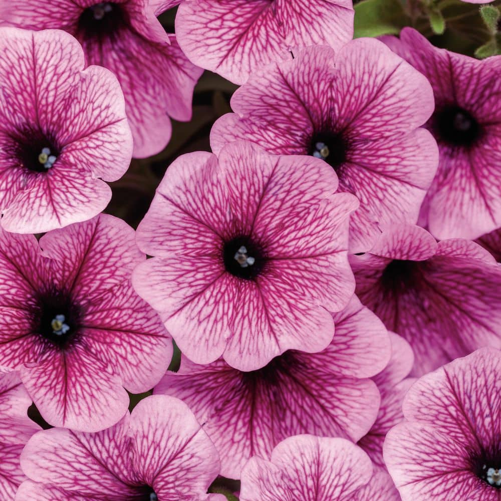 4.25 in. Eco+ Grande Supertunia Mini Vista Plum Veined (Petunia Hybrid) Live Annual Plant with Pink Flowers 4-Pack - Hercitys