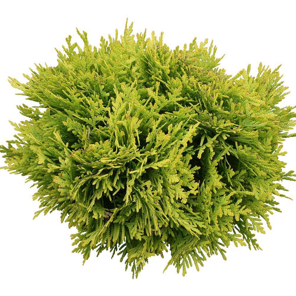 2 Gal. Anna’s Magic Ball Arborvitae Evergreen Shrub - Hercitys