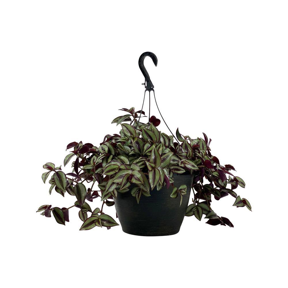 1.8 Gal. Tradescantia Plant in 11 in. Hanging Basket - Hercitys