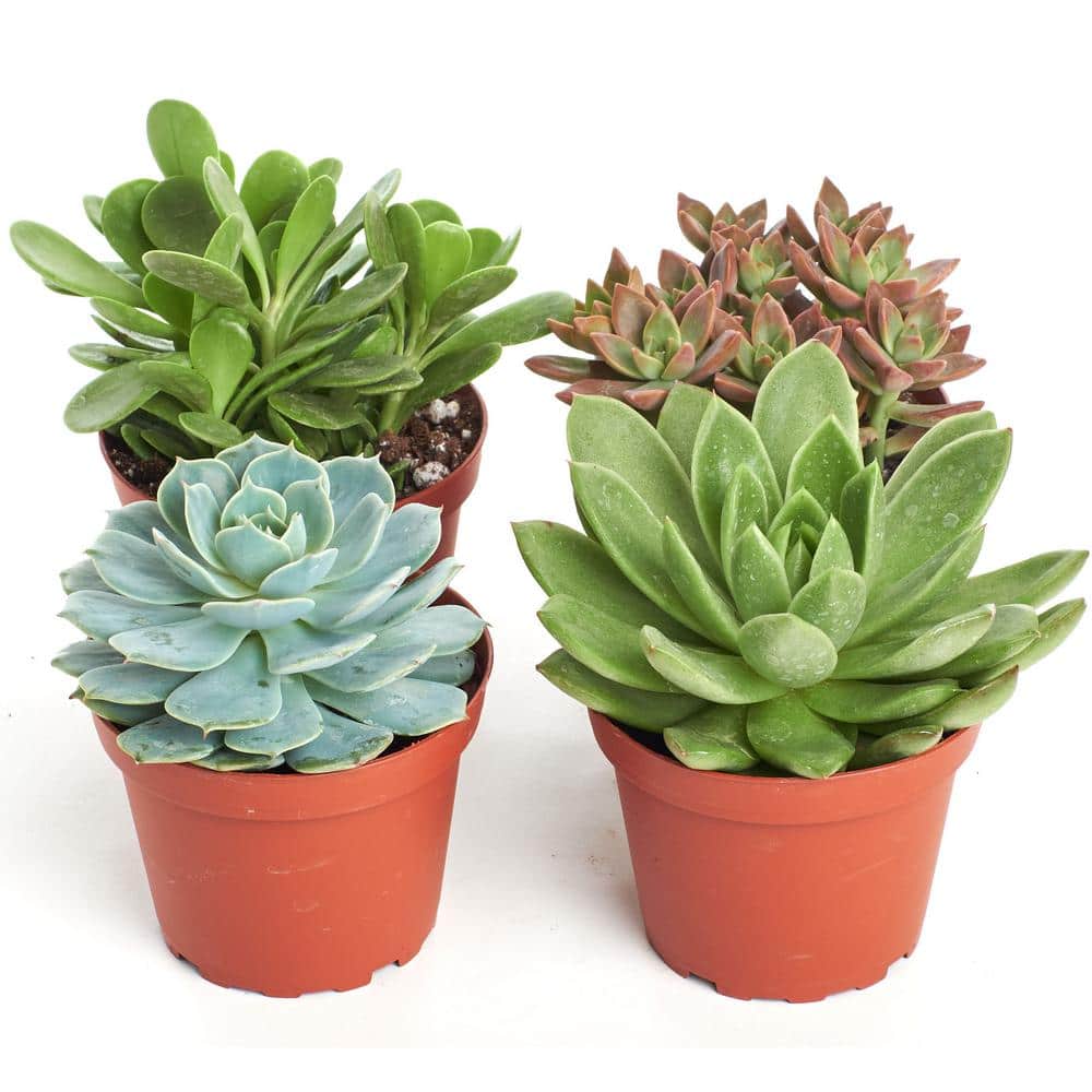 4 in. Assorted Succulent Collection Succulent (Collection of 4) - Hercitys