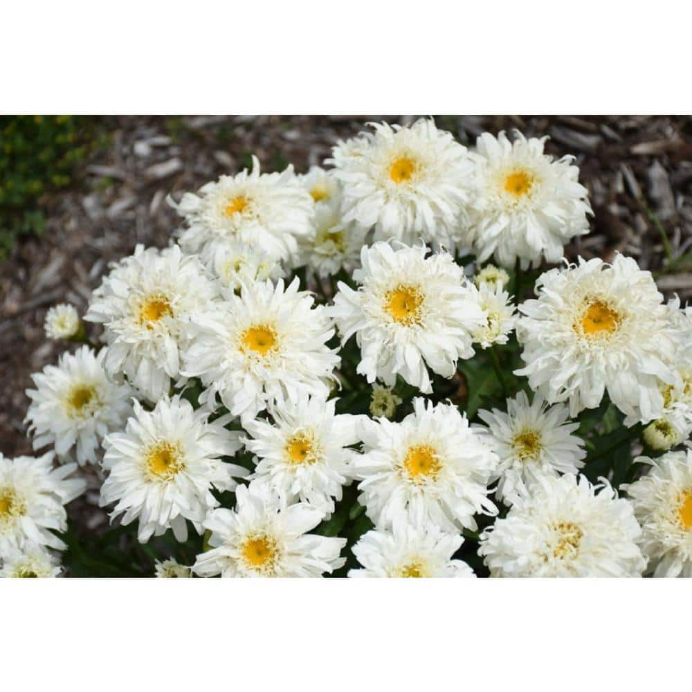 4.5 in. Qt., Amazing Daisies Marshmallow (Leucanthemum) Live Plant, White Flowers - Hercitys
