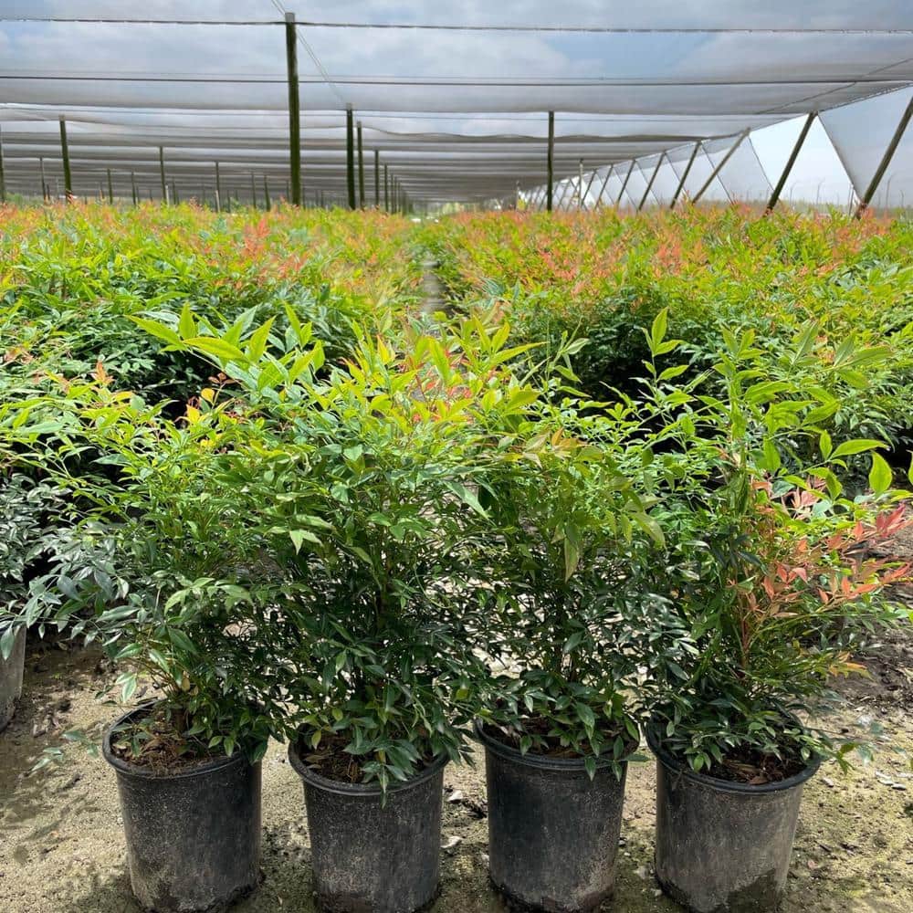#1 Container Gulfstream Nandina Heavenly Bamboo Shrub (4-Pack) - Hercitys