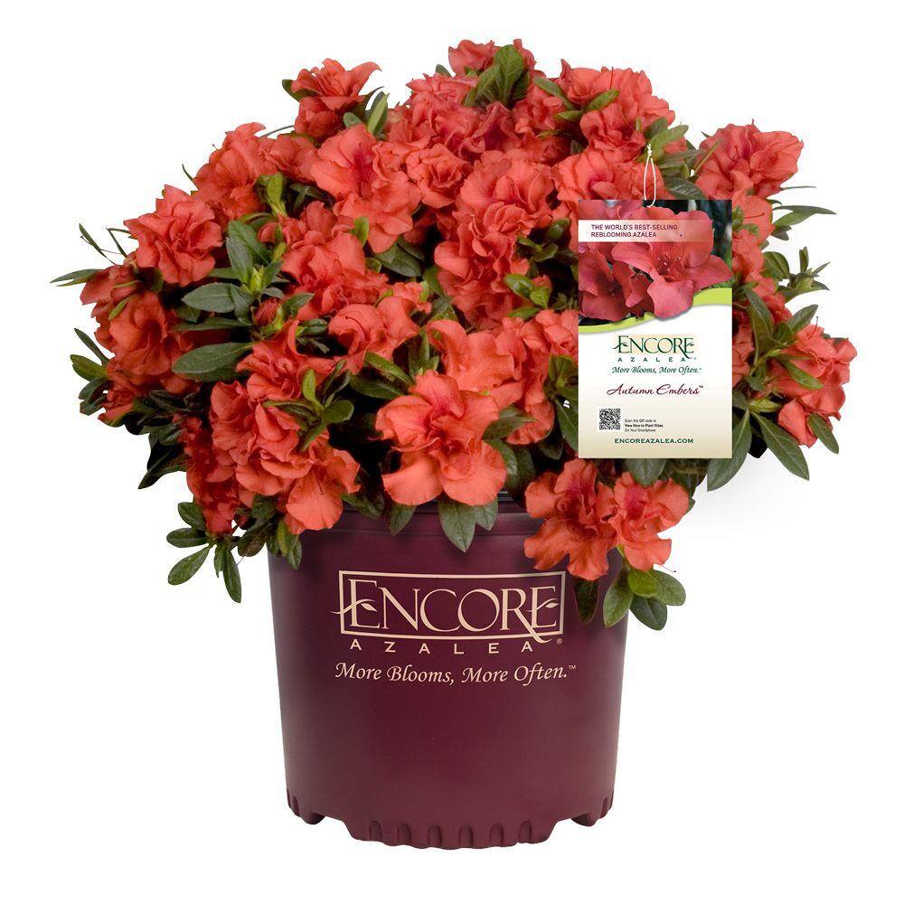 3 Gal. Autumn Embers Shrub with Red-Orange Reblooming Semi-Double Flowers - Hercitys