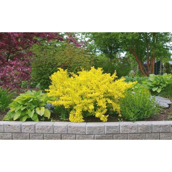 1 Gal. Dwarf Golden Barberry Shrub with Exceptionally Bright Yellow Foliage - Hercitys