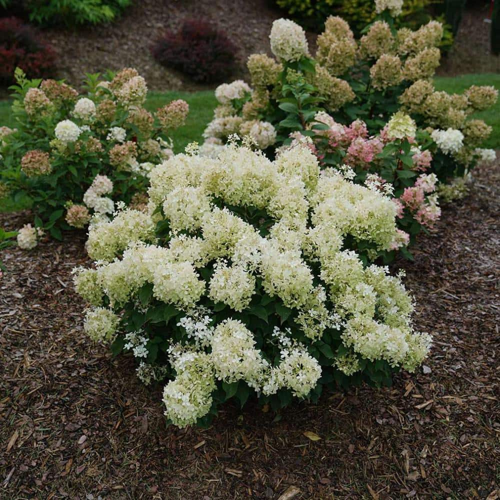 1 Gal. Puffer Fish Panicle Hydrangea (Paniculata), Live Plant, Shrub, White to Pink Flowers - Hercitys