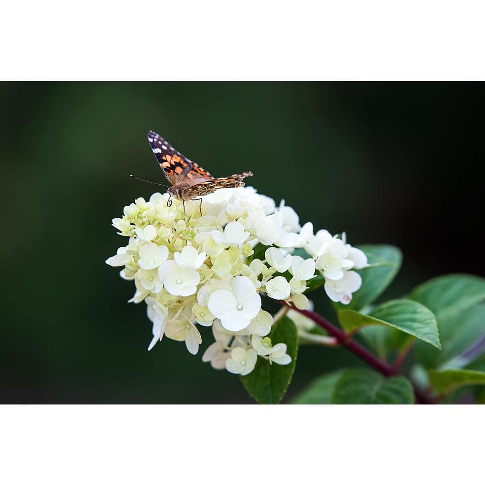 1 Gal. Strawberry Sundae Hydrangea Flowering Shrub with White to Pink Flowers - Hercitys
