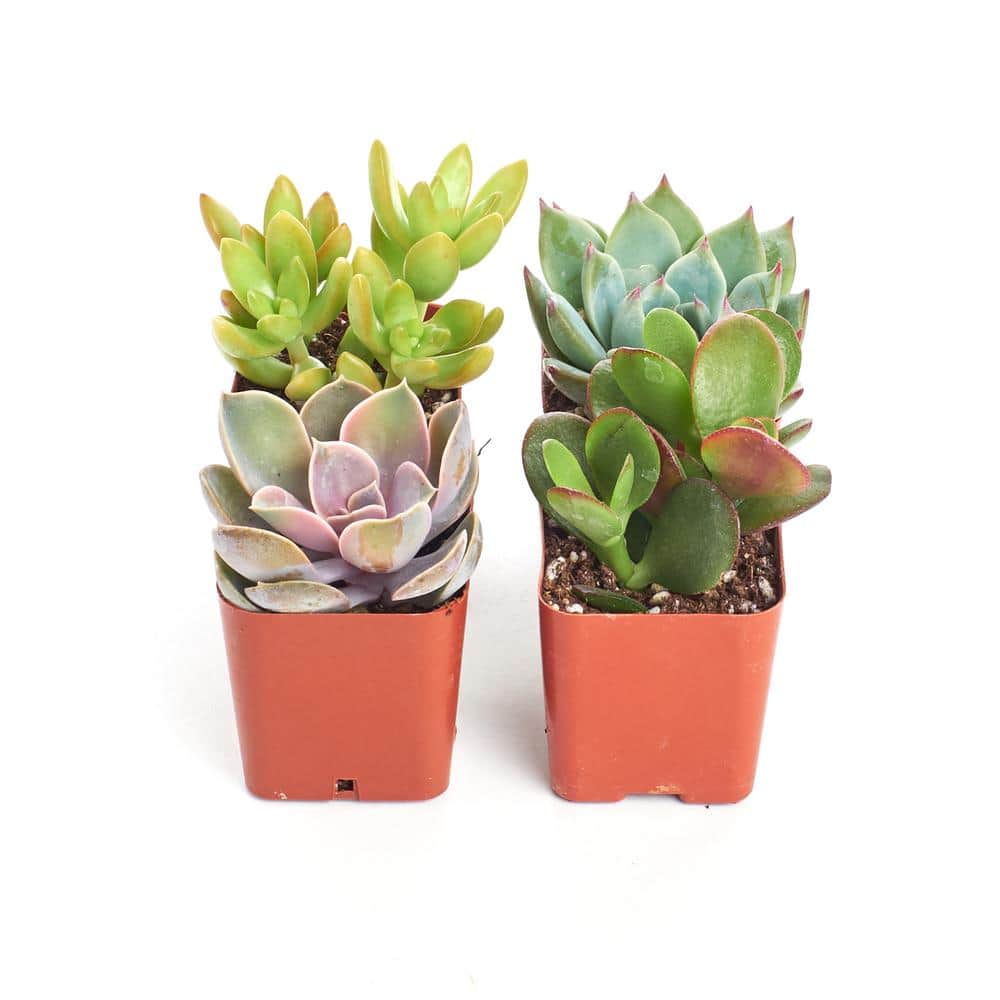 2 in. Unique Succulent (Collection of 4) - Hercitys