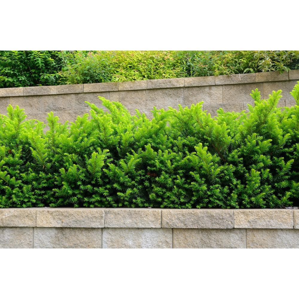 1 Gal. Dense Spreading Yew Shrub this Classic Massive Shrub can Now be Used as a Small Specimen Plant - Hercitys