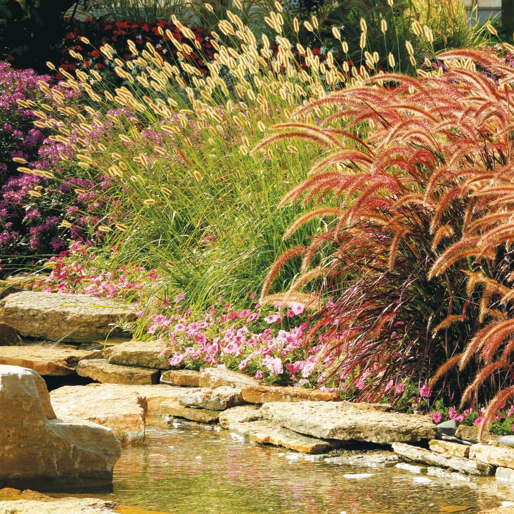 0.65 Gal. Prairie Winds ‘Desert Plains’ Fountain Grass (Pennisetum alopecuroides) Live Perennial Plant - Hercitys