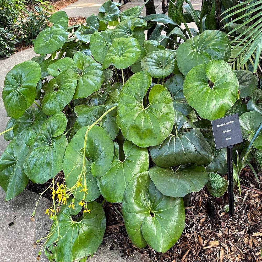 3 Gal. Leopard Farfugium Perennial Plant with Yellow Flowers - Hercitys