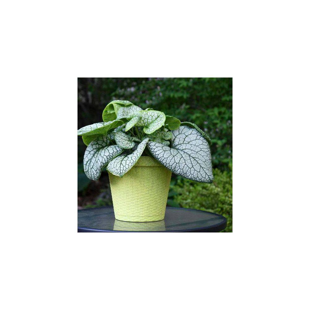 1 Qt. Brunnera Heart Leaf Jack of Diamonds Blue Perennial Plant (5-Pack) - Hercitys