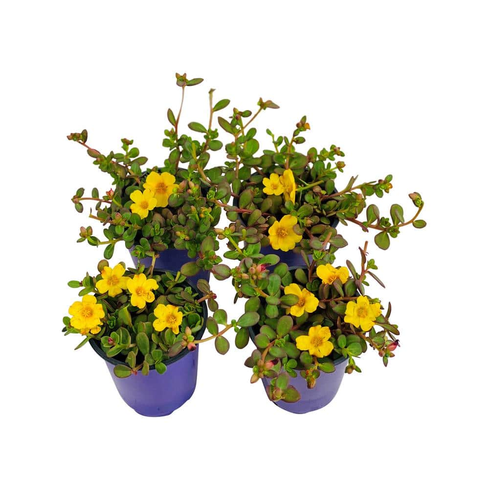 1.38 Pt. Purslane Plant Yellow Flowers in 4.5 In. Grower’s Pot (4-Plants) - Hercitys