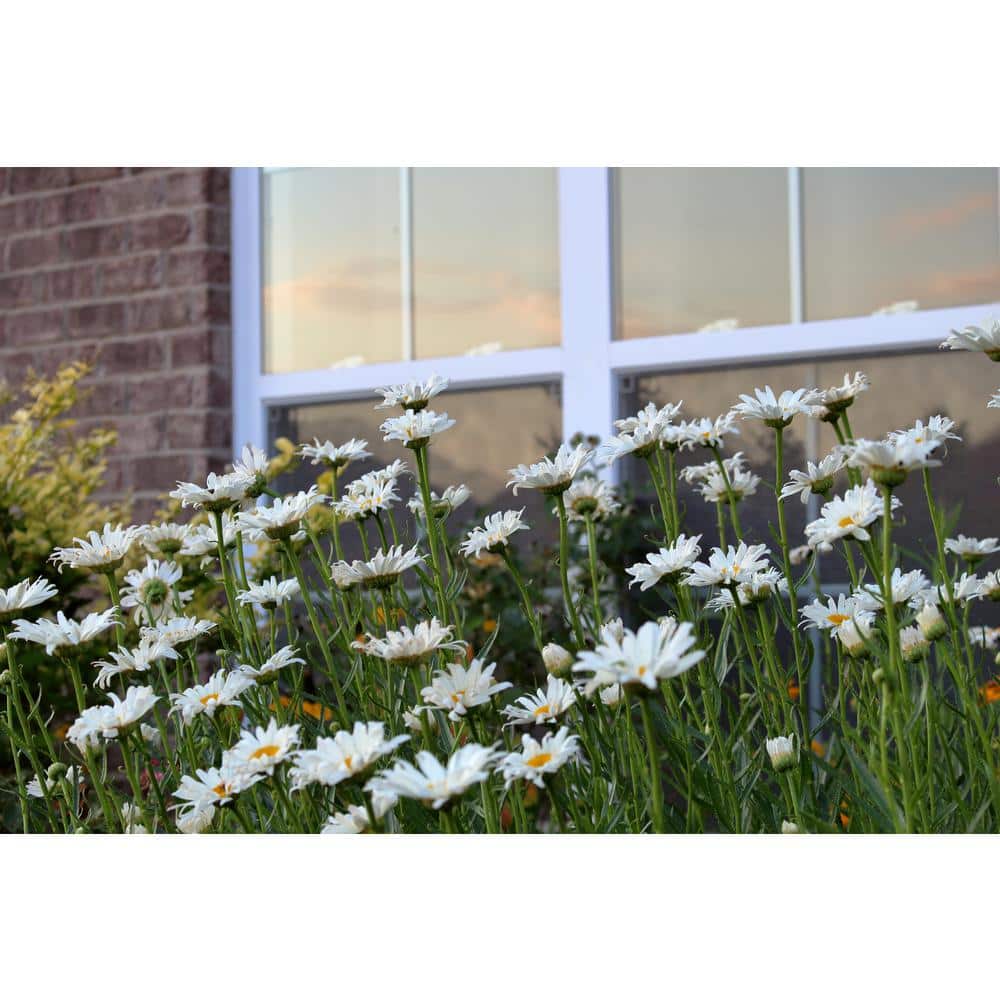 1 Gal. Snowcap Shasta Daisy Shrub With Massive White Flowers and Yellow Centers - Hercitys