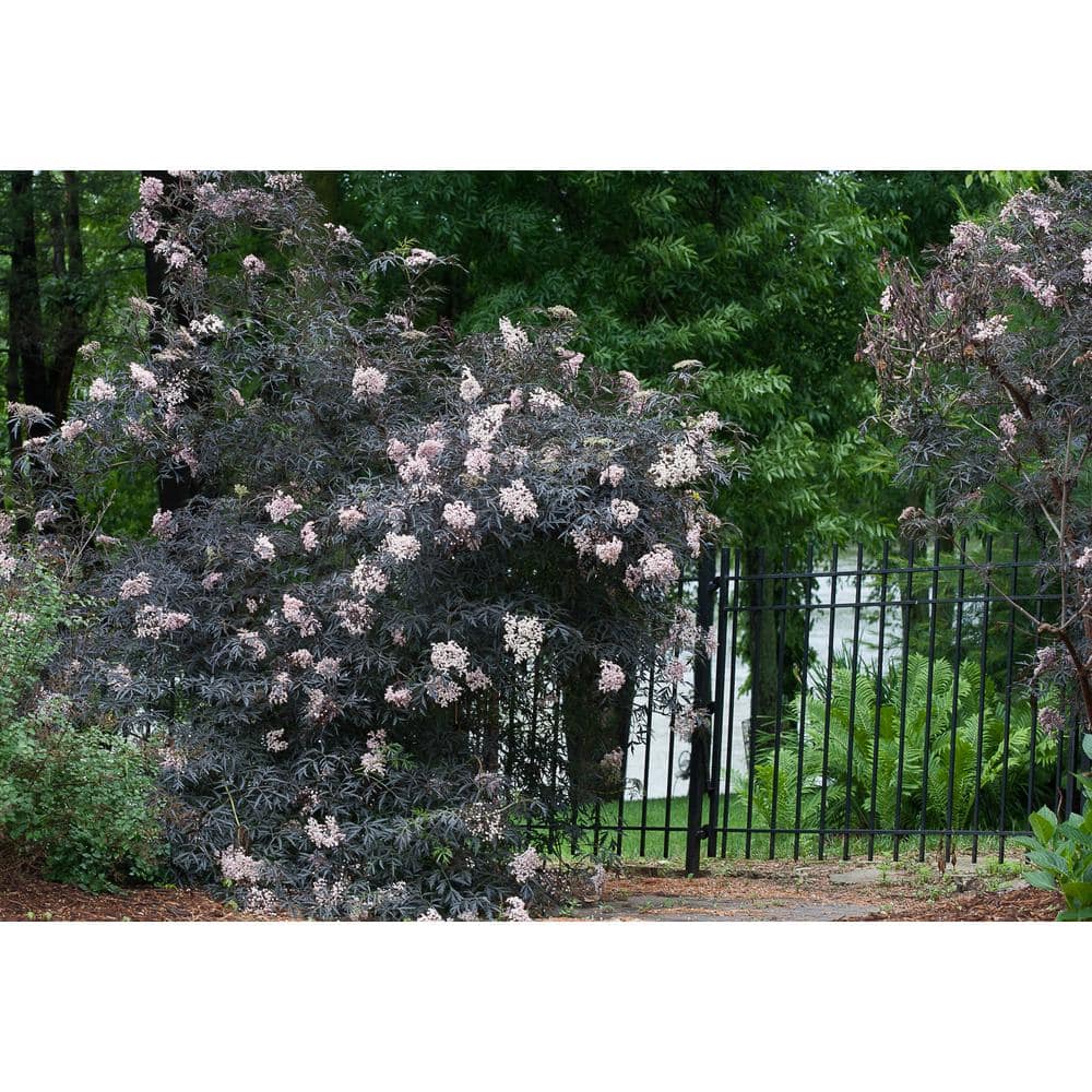 1 Gal. Black Lace Elderberry (Sambucus) Live Shrub, Pink Flowers - Hercitys