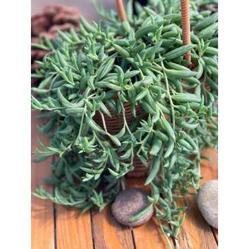 5 in. Senecio Radicans – String of Bananas with White Flowers, Succulent Plants in Grower Hanging Pot - Hercitys