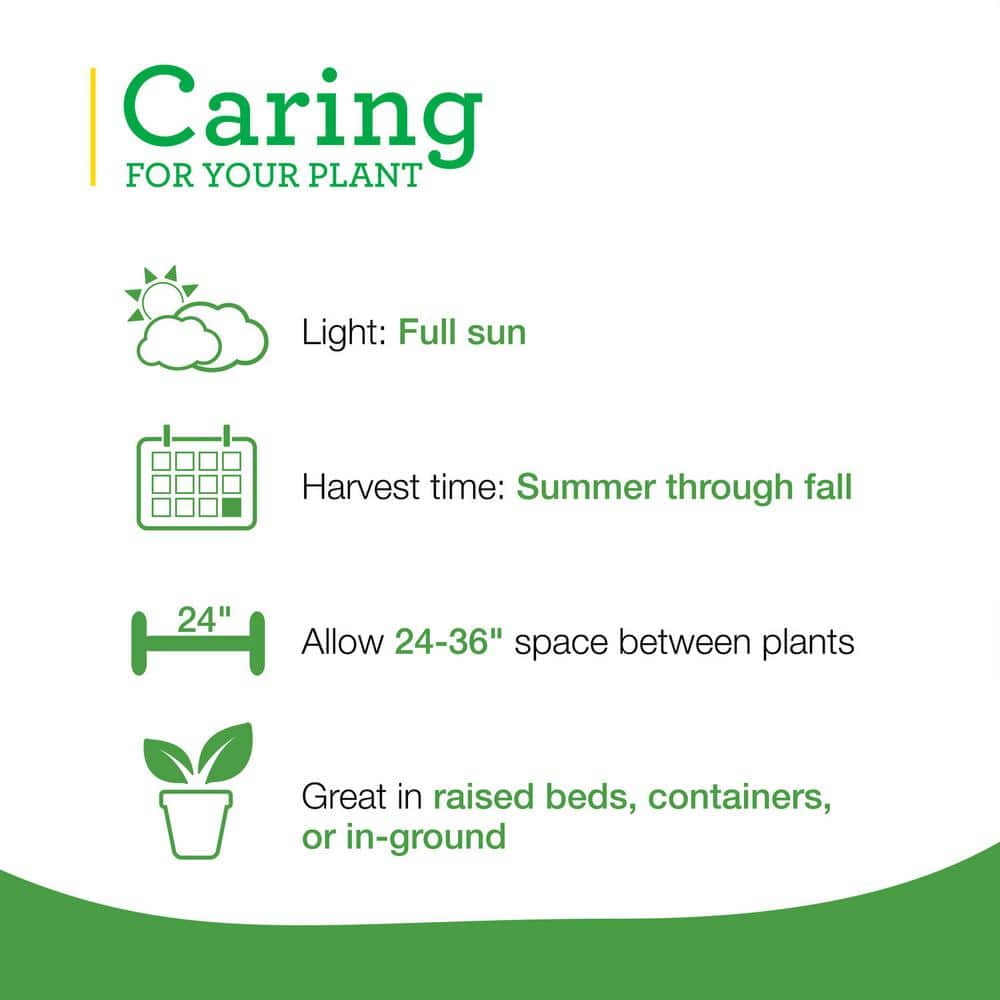 19 oz. Pineapple Sage Herb Plant (2-Pack) - Hercitys