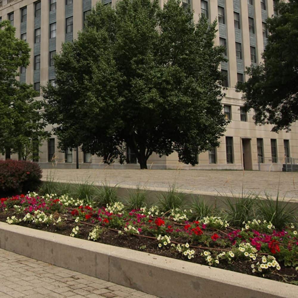 0.65 Gal. Prairie Winds ‘Desert Plains’ Fountain Grass (Pennisetum alopecuroides) Live Perennial Plant - Hercitys