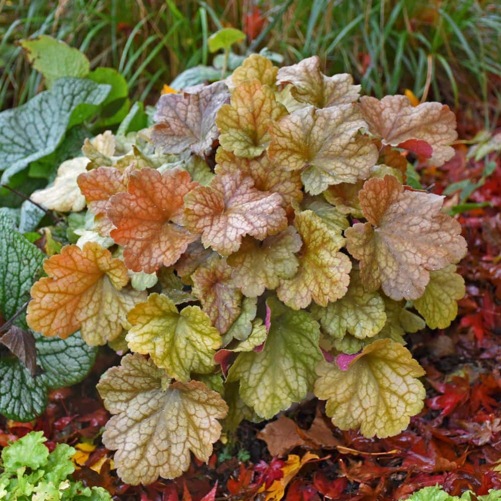 4.5 in. Qt. Dolce Toffee Tart Coral Bells (Heuchera Hybrid) Live Perennial Plant with Orange Foliage - Hercitys
