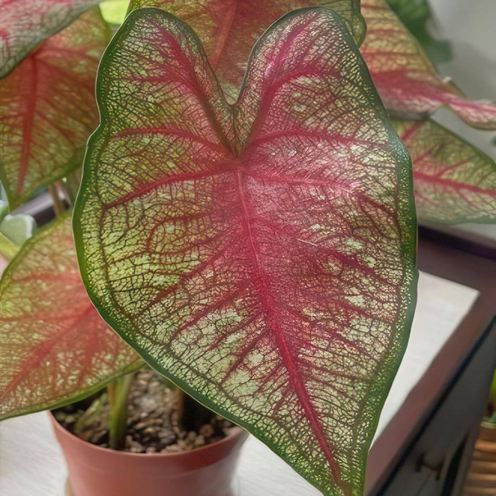 4 in. Caladium Collection Perennial Plant (4-Pack) - Hercitys