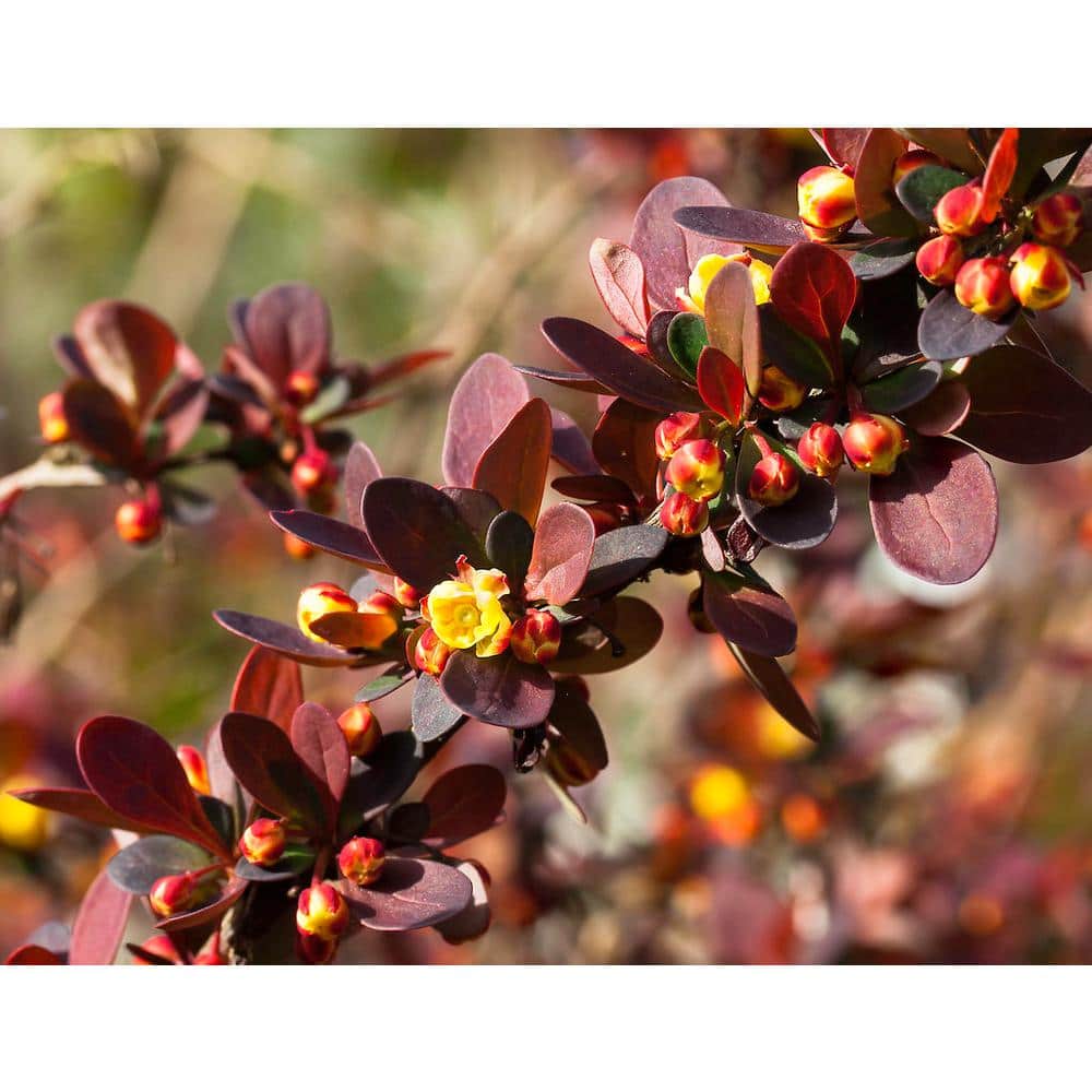 1 Gal. Rose Glow Barberry Shrub Deep Purple Foliage Naturally Mottled with Rosepink Splashes - Hercitys