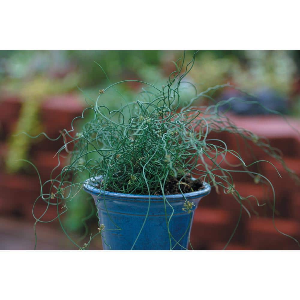 4.5 in. Qt. Graceful Grasses Curly Wurly Corkscrew Rush (Juncus) Live Plant, Green Foliage - Hercitys