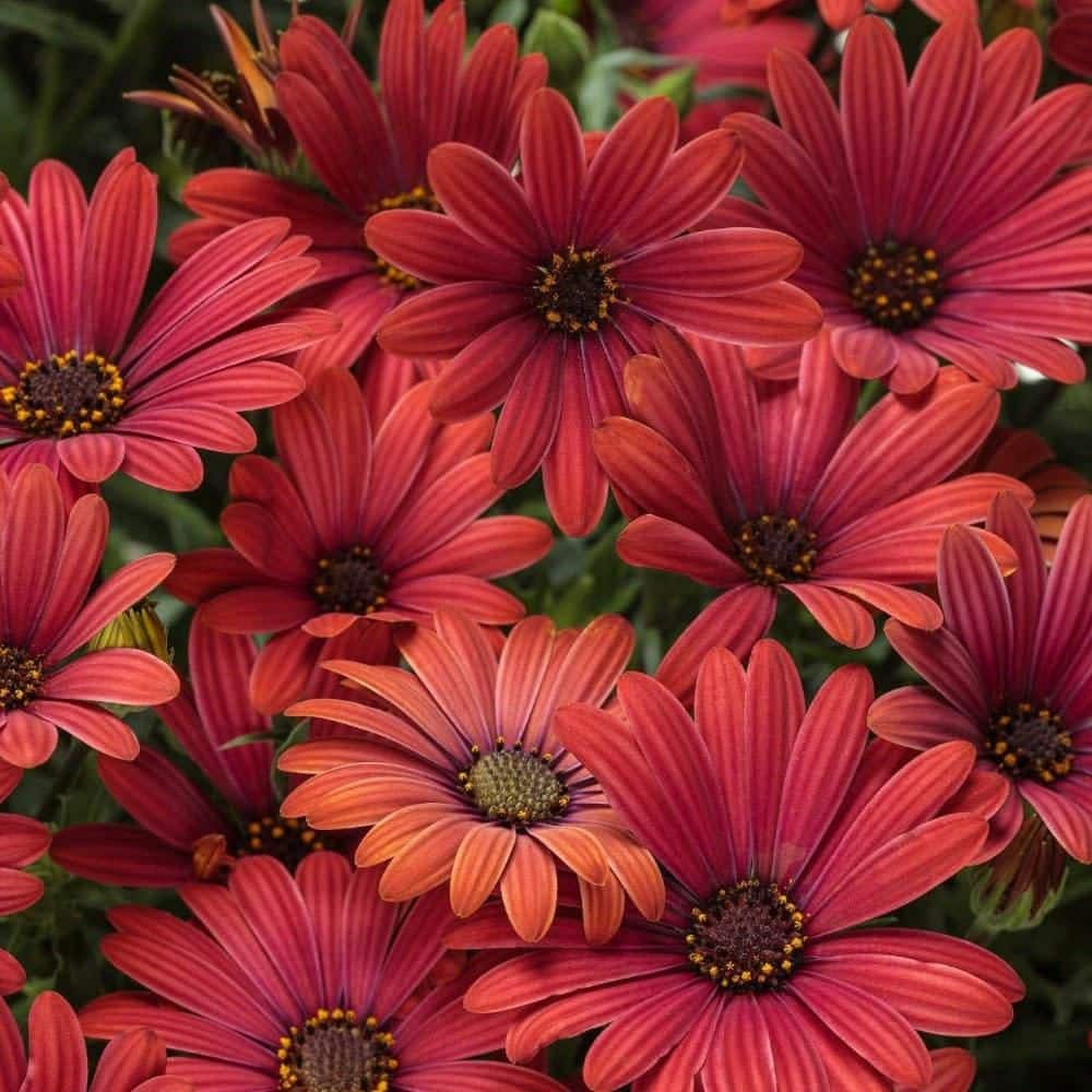 4.25 in. Eco+ Grande Bright Lights Red African Daisy (Osteospermum Hybrid) Live Annual Plant with Red Flowers 4-Pack - Hercitys