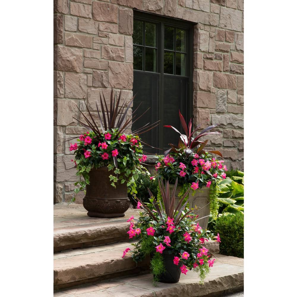 1.5 Pint Dipladenia Flowering Annual Shrub with Pink Flowers - Hercitys