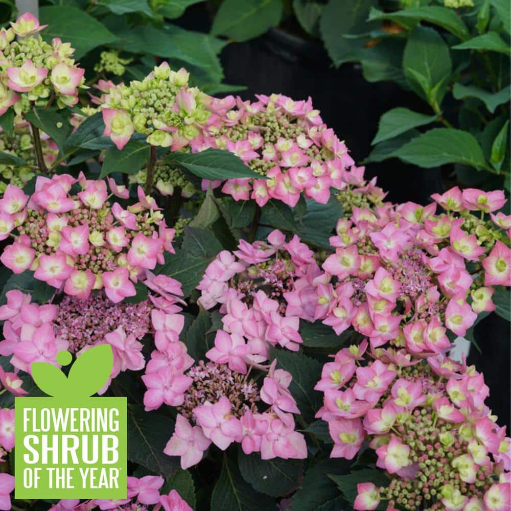 4.5 in. Qt. Let’s Dance Can Do Reblooming Hydrangea (Hydrangea Serrata) Live Plant, Purple Flowers - Hercitys