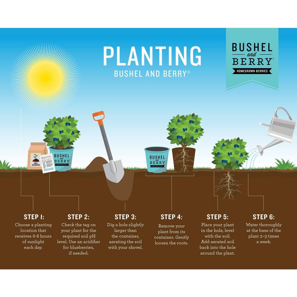 1 Gal. Bushel and Berry Sapphire Cascade Hanging Blueberry Live Plant - Hercitys