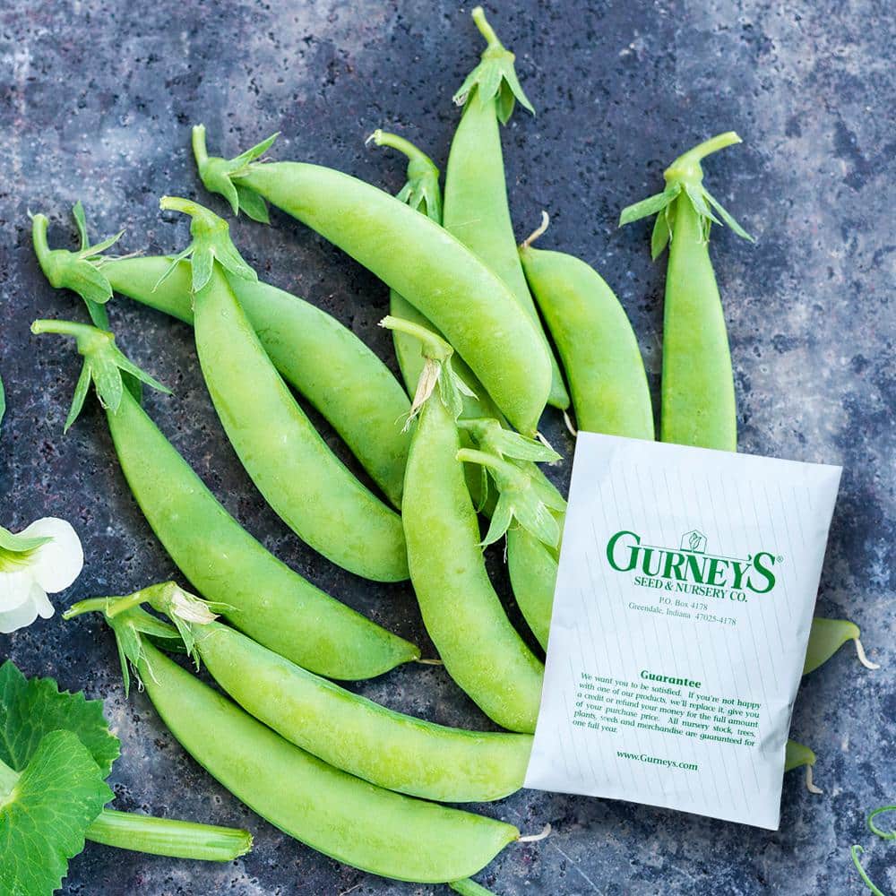 0.50 lb. Snap Pea Sugar Ann (Seed Packet) - Hercitys