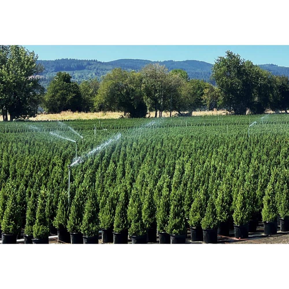 1.5 Gal. Dwarf Alberta Spruce (Picea g. ‘Conica’)Live Potted Evergreen Tree (1 each) - Hercitys