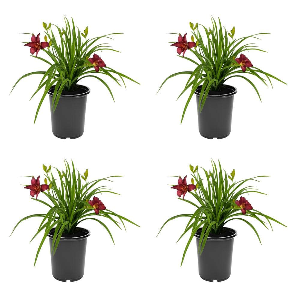 2.5 qt. Hemerocallis Perennial Plant with Red Flowers-(4-Pack) - Hercitys
