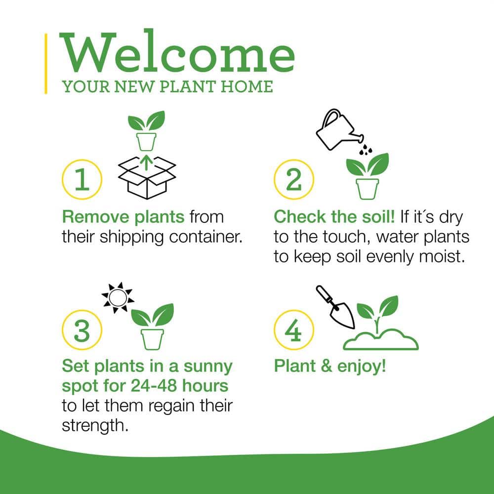 19 oz. Rosemary Plant, 2-Pack - Hercitys