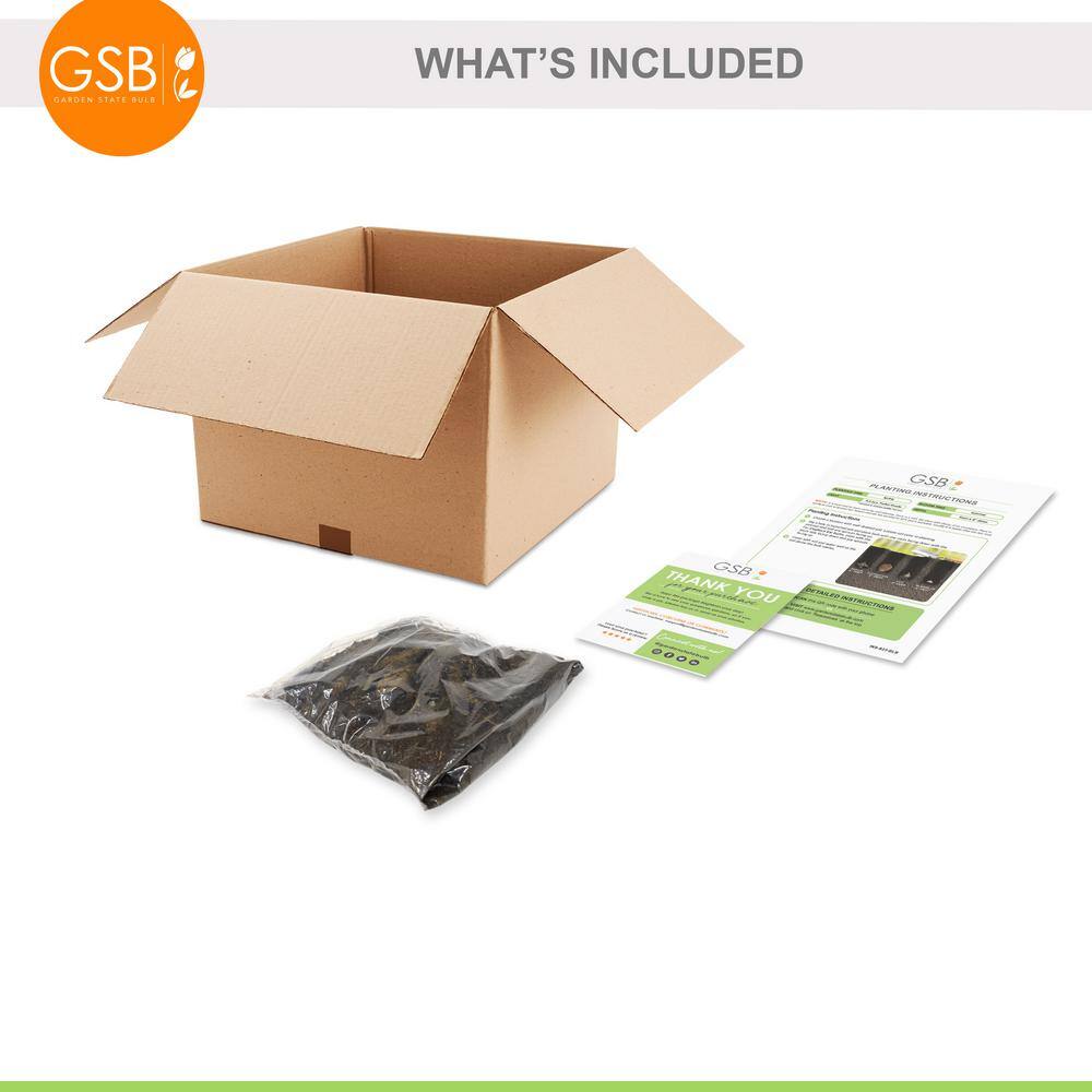 #1, HS Kiss Single Dahlia Flower Bulbs Bare Roots (Bag of 4) - Hercitys