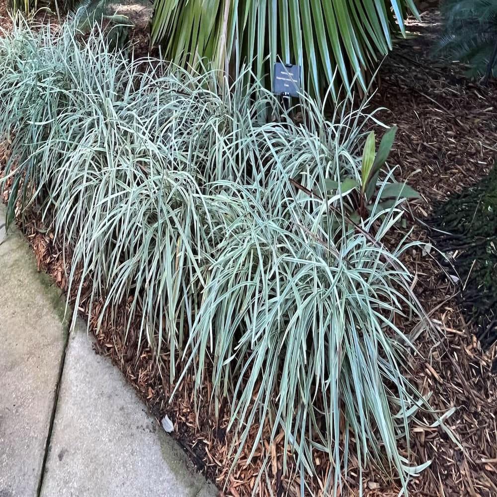 1 gal. Aztec Variegated Lilyturf Liriope Grass Plant - Hercitys