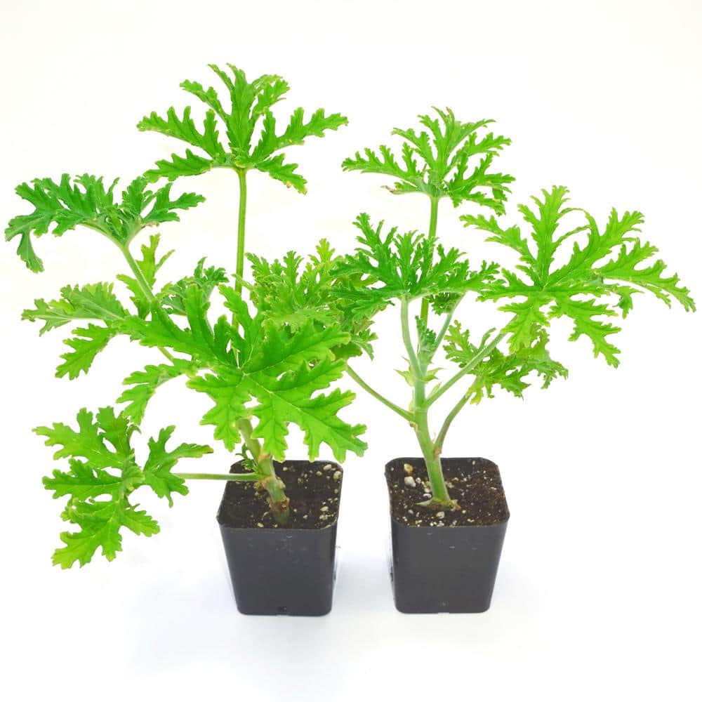 2 in. Pot Citronella Live Plant (2-Packet), Green Foliage - Hercitys