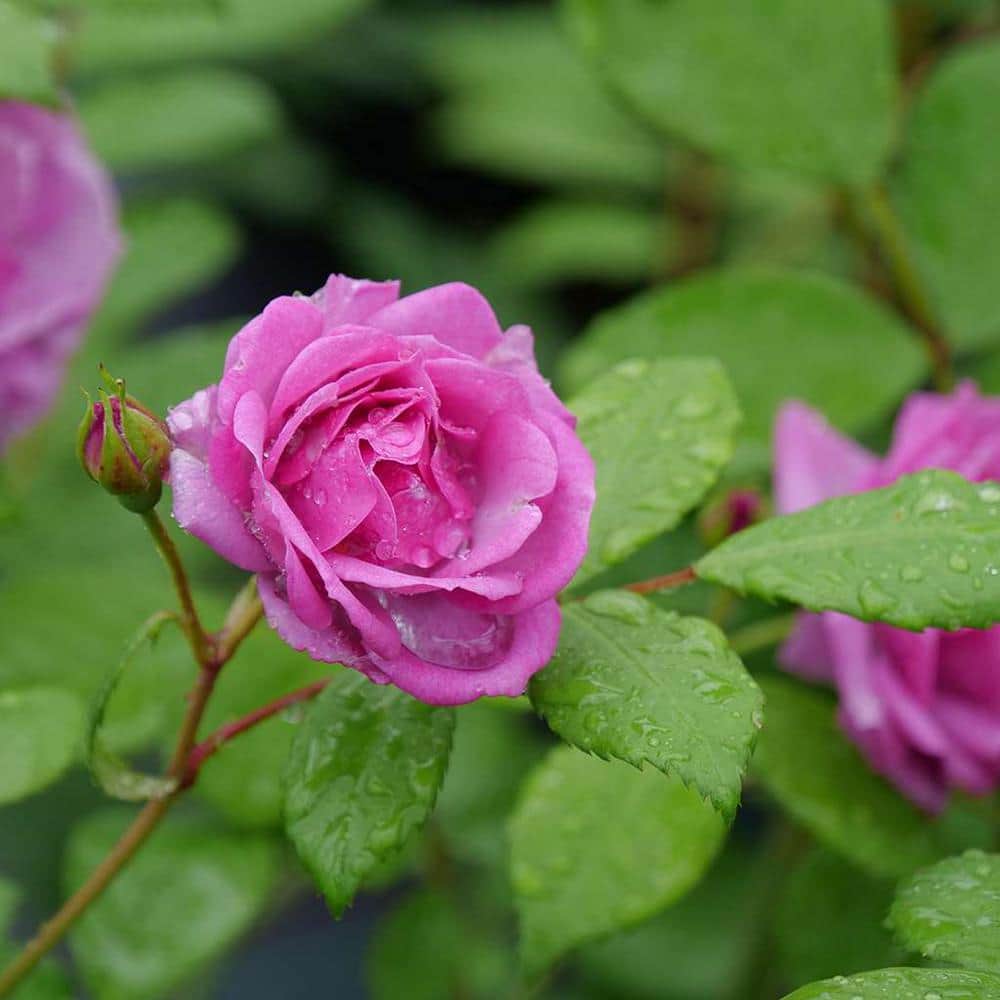 1 Gal., Rise Up Lilac Days Rose (Rosa), Live Plant, Shrub, Purple Flowers - Hercitys