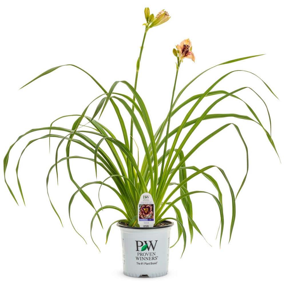 0.65 Gal. Rainbow Rhythm ‘Sound of My Heart’ Daylily (Hemerocallis hybrid), Live Plant, Pink/Purple Flowers (1-Pack) - Hercitys