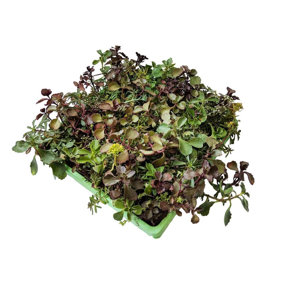 10 in. x 10 in. Perennial Sedum Tile Paver Mix (2-Pack) - Hercitys