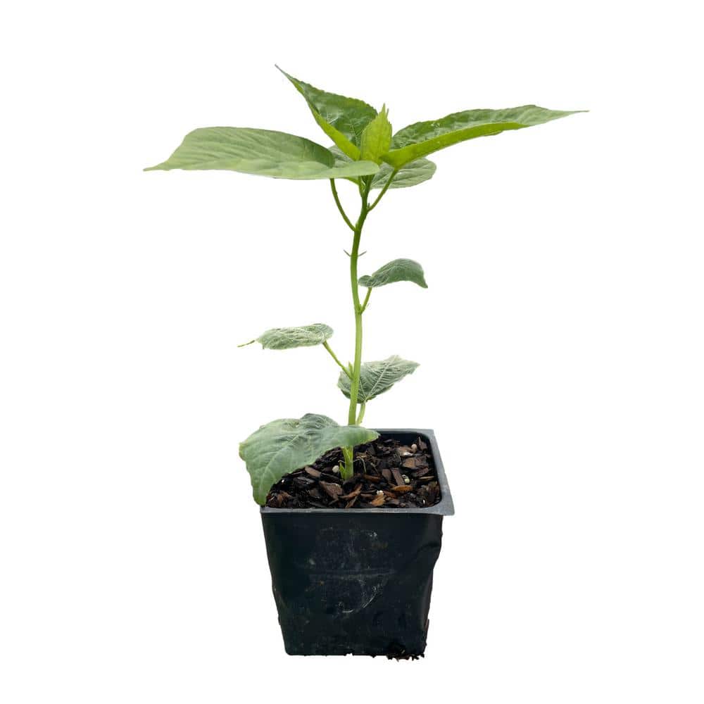 3 Luna Pink Hibiscus Plants in 3 Separate 4 in. Pots - Hercitys